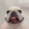 フレンチブルドッグのどん's profile picture