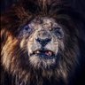 primalnomad profil fotoğrafı