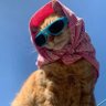 Ne anladın Yurdagül's profile picture