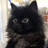 Фото профиля Miau