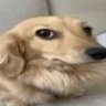 SE VINHER EU BAGAÇO's profile picture