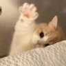 Profilbild von ~„¸🧀 Shaacheezyyy🧀~„¸