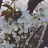 🌸 profil fotoğrafı