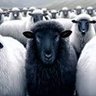 Black Sheep's profile picture