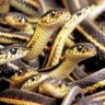 Фото профиля sentient slither of snakes