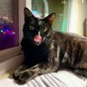 Feral. Just Feral. 🇵🇸🌹🐈⬛ profil fotoğrafı