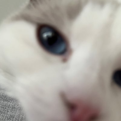 nekosukicawaii's profile picture