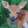 fawn profil fotoğrafı