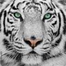 Profilbild von Amos