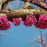 Erguvan 的头像