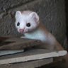 Fountain_Weasel profil fotoğrafı