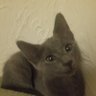 Profilbild von Rango0638