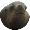 Rss. Todo2275's profile picture