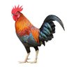 Rooster's profile picture
