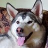 Sherry Cressey's profile picture