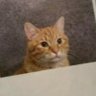 Sam's profile picture