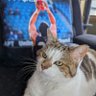 🐈CarolineJ 💜⚓'s profile picture