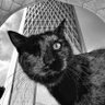 one-eyed Persian cat 的头像