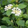 Фото профиля さぶろうた
