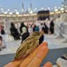ضُحى حمامة الحرم 的头像