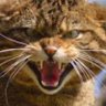 SAVE THE WILDCAT's profile picture