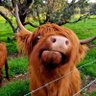 James Maclaren "Sudo Coo" 的头像