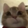 ang ( ^▽^) profil fotoğrafı