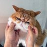Vet_Tsai 的头像