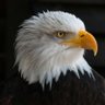 User_eagle's profile picture