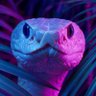 Snakefist 的头像