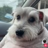 walvaro's profile picture