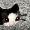 Profilbild von ๐ช