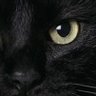 Profilbild von つくだにbot