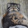 Profilbild von Правдивый Манул