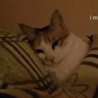 lanlanlan_W's profile picture