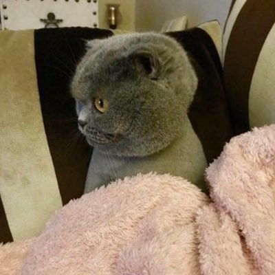 icapçı intörn's profile picture