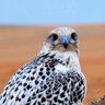 المُحنك 的头像