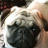 Фото профиля One-Eyed Pug