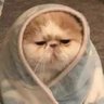 Profilbild von WIKI PEDRAM