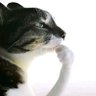FFell☆_🩸 profil fotoğrafı