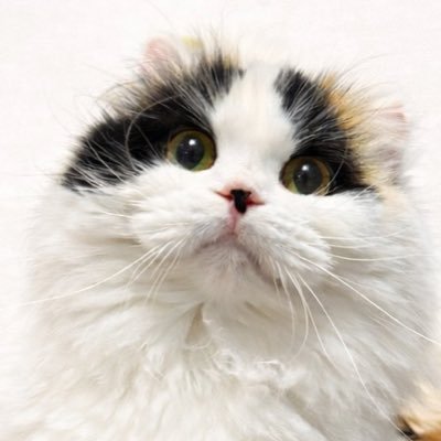 キムチ母‼️'s profile picture