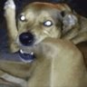 ChickenBone's profile picture