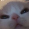 Profilbild von RarePupper
