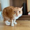 Фото профиля goobi