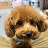 りくワン🐾 2児の父/看護師 的头像