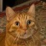 BOBA乃我猫咪之名,G's profile picture