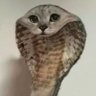 Revv's profile picture