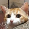 Rui's profile picture