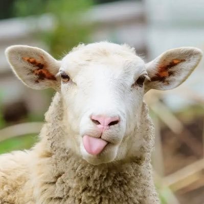 sheep's profile picture