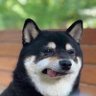 Totemoenow's profile picture